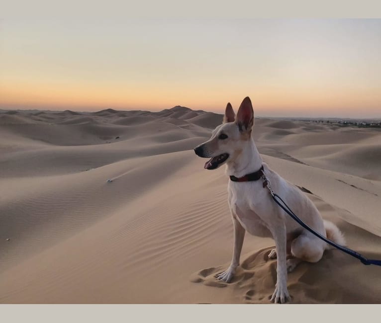 Photo of Cody, an Arabian Village Dog  in Abu Dhabi, Abu Dhabi, United Arab Emirates
