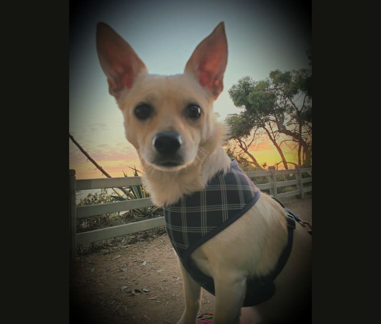 Austin "Sausage" Kim, a Poodle (Small) and Chihuahua mix tested with EmbarkVet.com