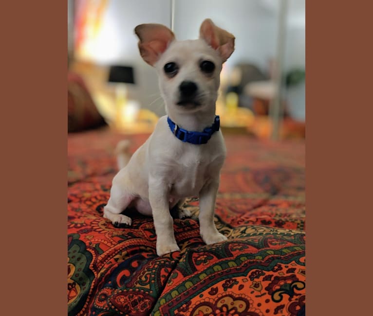 Butters, a Chihuahua and Rat Terrier mix tested with EmbarkVet.com