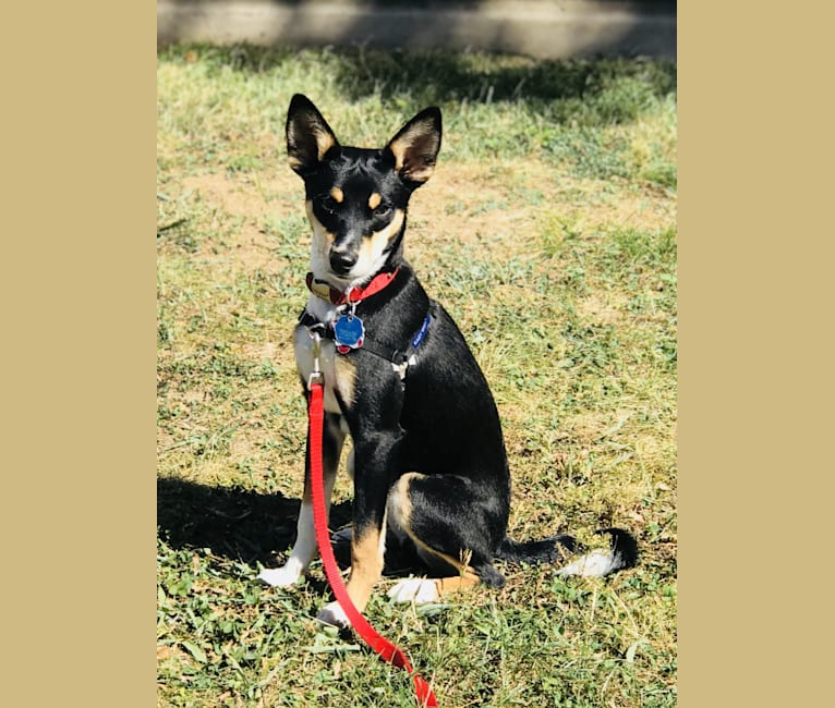 Basenji australian shepherd mix shop
