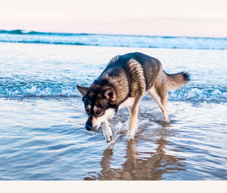 Ruski, a Siberian Husky and German Shepherd Dog mix tested with EmbarkVet.com