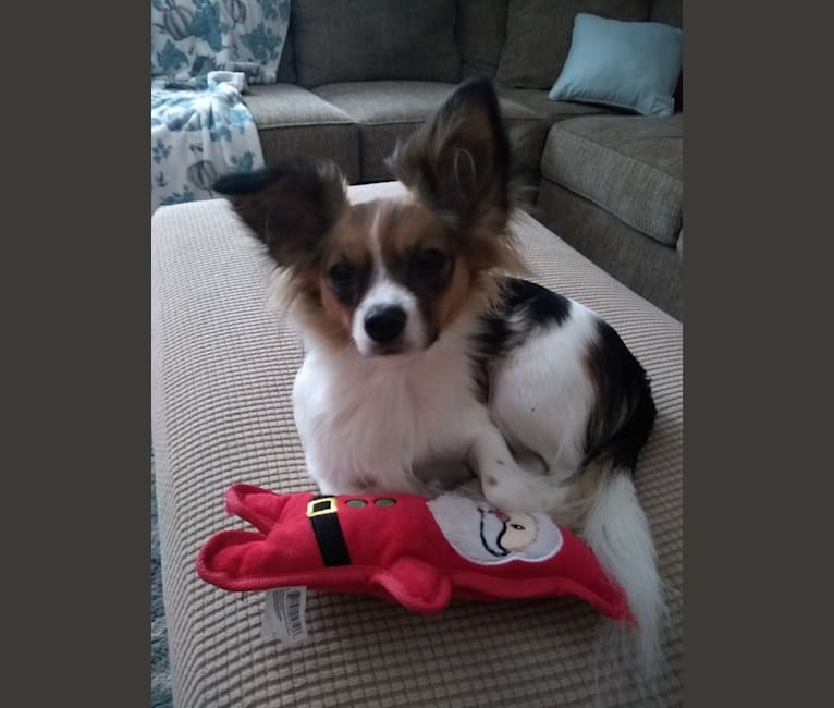 Embark Dog Dna Test Breed