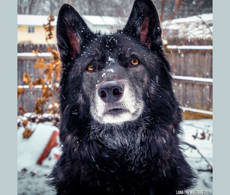 Embark wolfdog cheap