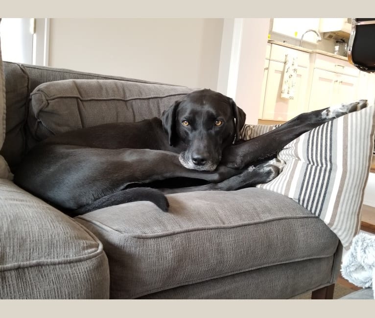 Embark Dog DNA Test Breed