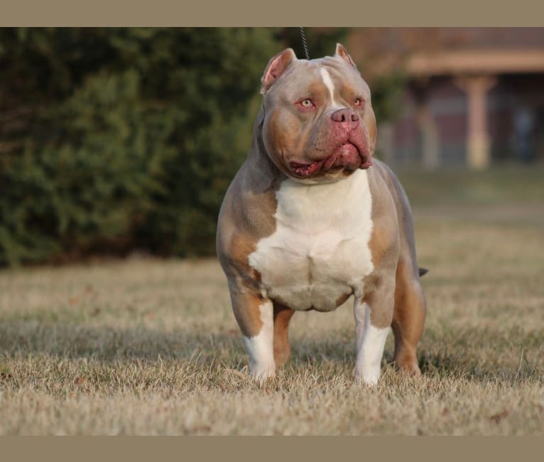 Mufasa shop american bully