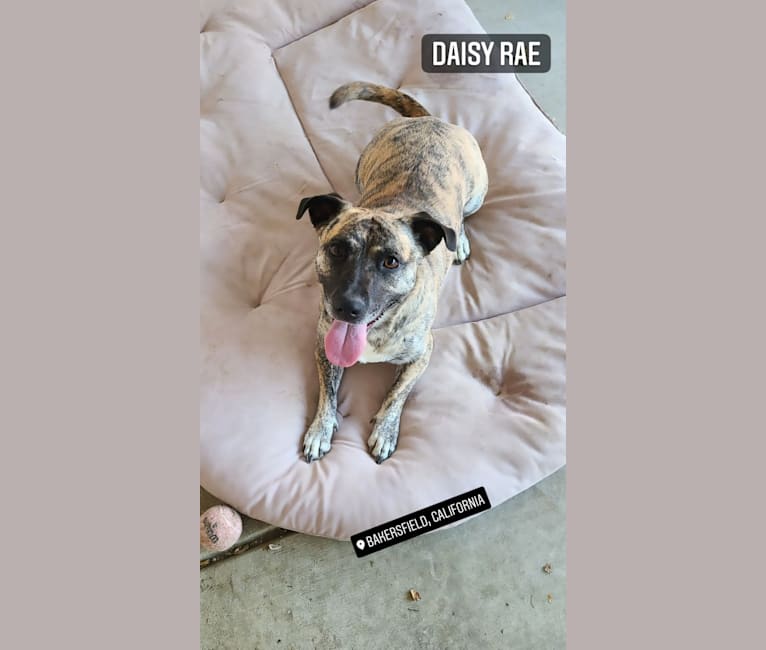Photo of Daisy, an American Pit Bull Terrier, Australian Cattle Dog, Shih Tzu, Chow Chow, and Mixed mix in Bakersfield, California, USA