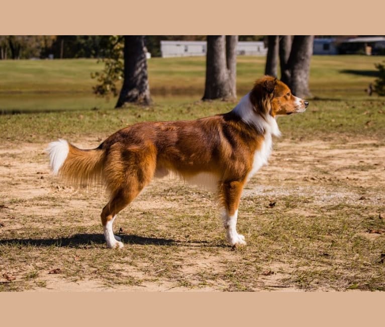 Embark Dog DNA Test Breed