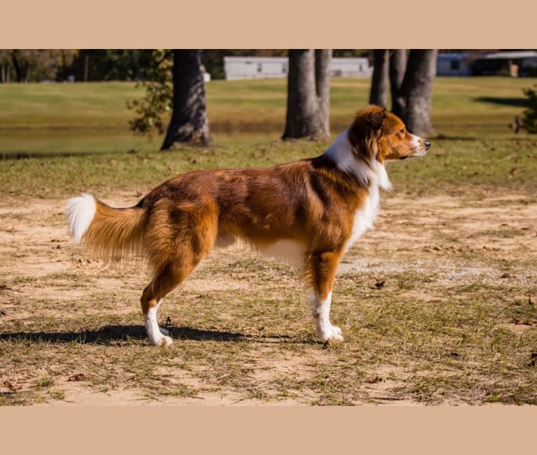 Mac, an English Shepherd tested with EmbarkVet.com