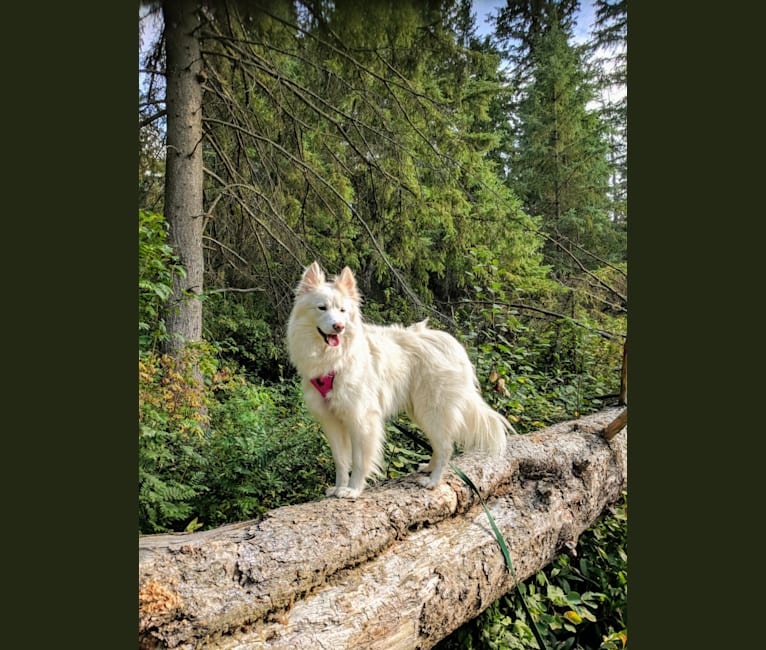 Photo of Ida, a Samoyed, Mixed, and Collie mix in Edmonton, Alberta, Canada