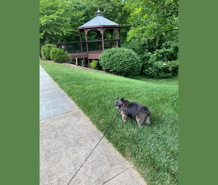 Photo of Frankie, a Pomchi (11.5% unresolved) in Virginia, USA