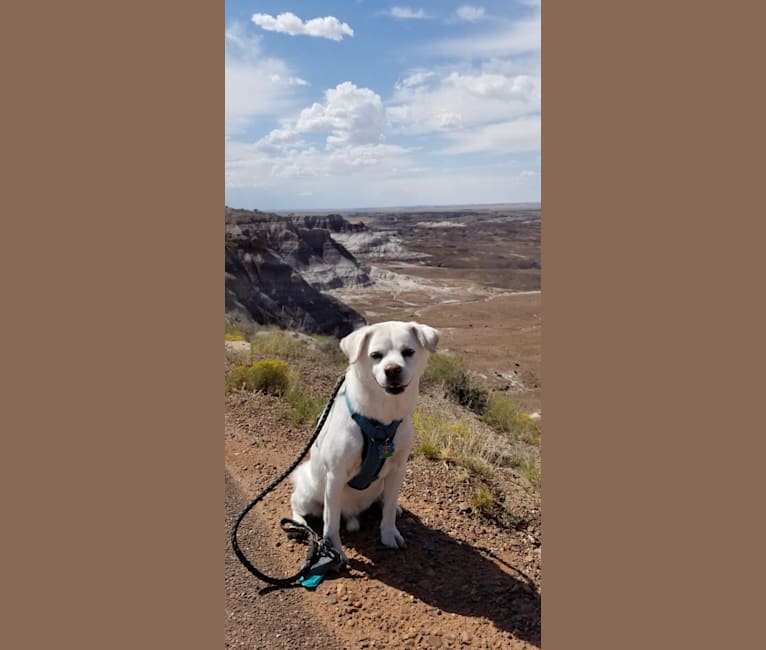 Frodo, a Jindo and Cocker Spaniel mix tested with EmbarkVet.com