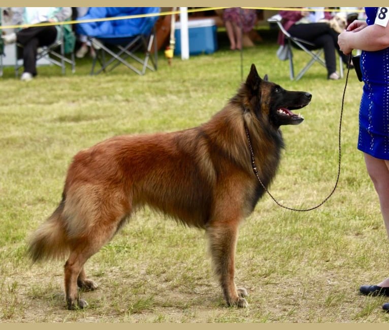 Faro, a Belgian Shepherd tested with EmbarkVet.com