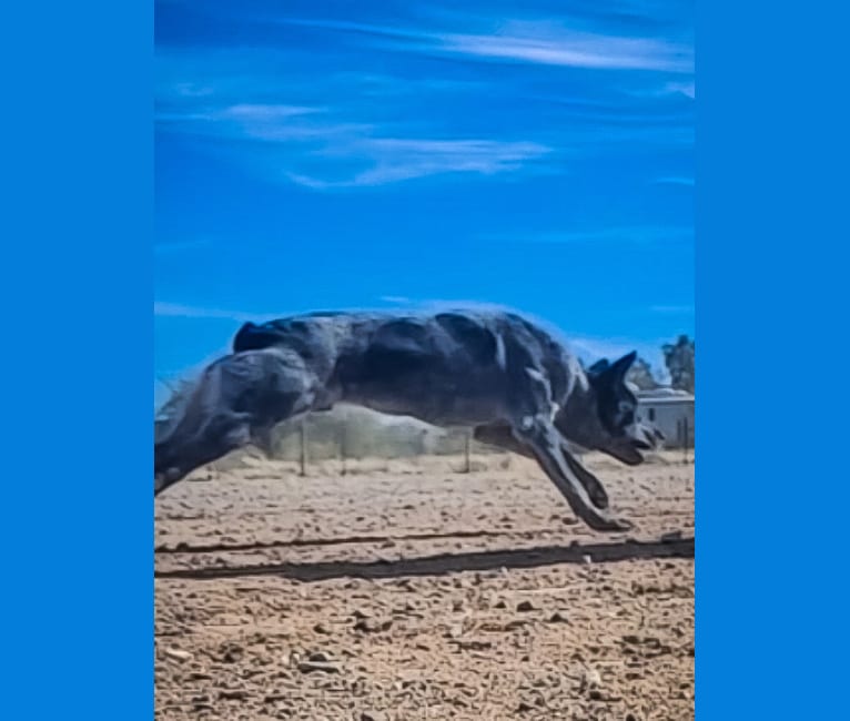 Bruce, an Australian Cattle Dog tested with EmbarkVet.com