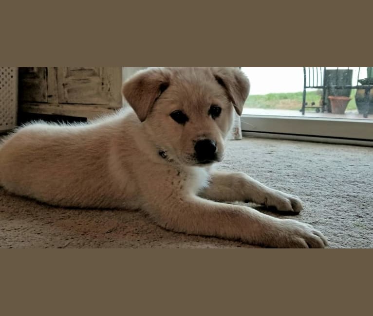 Chloe, a Great Pyrenees and Australian Shepherd mix tested with EmbarkVet.com