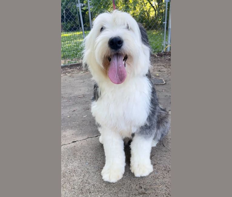 Photo of Maggie, an Old English Sheepdog  in Greeneville, Tennessee, USA