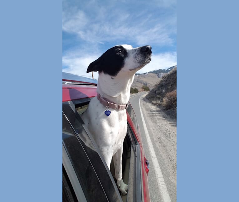 Maui, a Formosan Mountain Dog and Beagle mix tested with EmbarkVet.com
