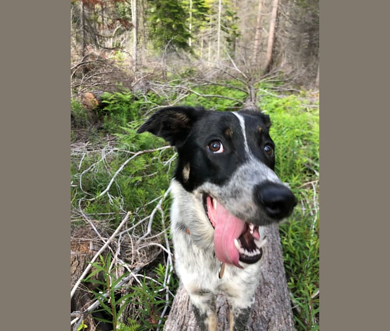 Ridge, a Border Collie and Australian Cattle Dog mix tested with EmbarkVet.com