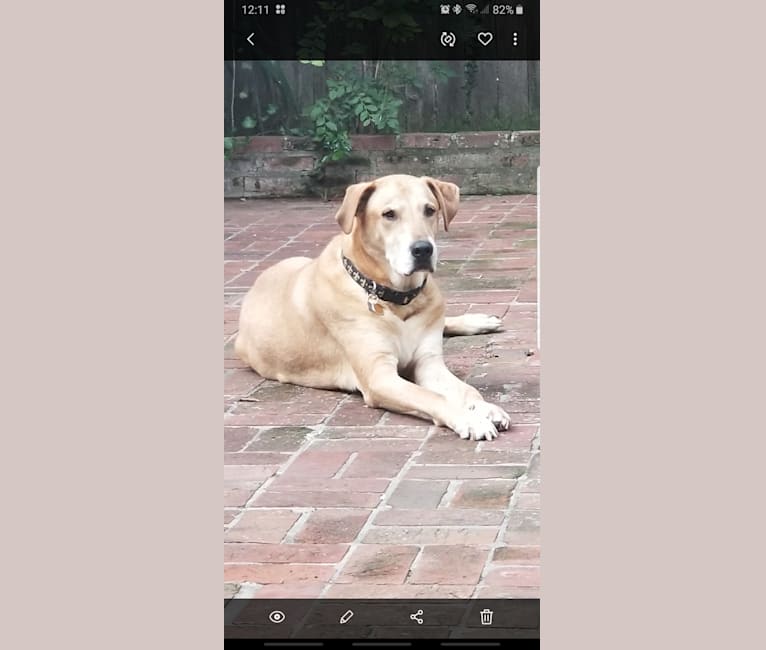 Embark Dog Dna Test Breed