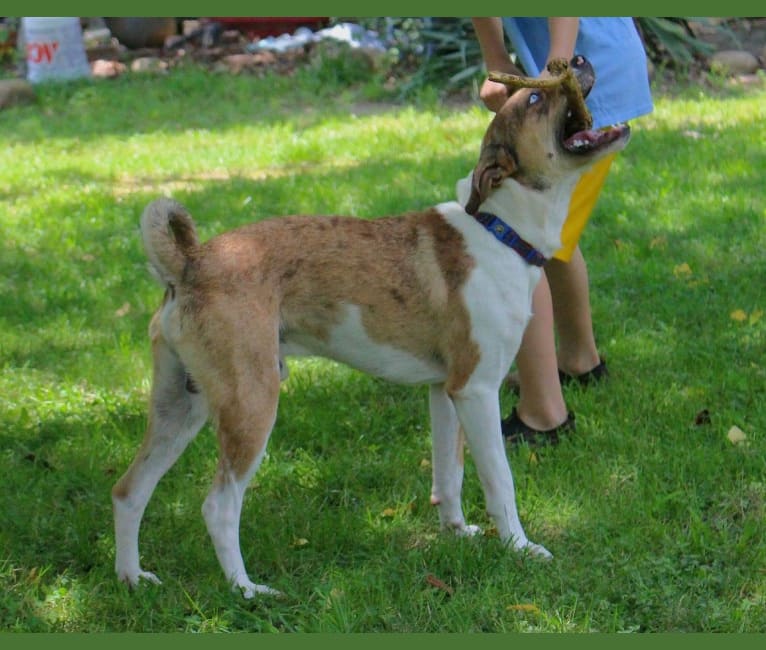 Thor, a Boston Terrier and Siberian Husky mix tested with EmbarkVet.com