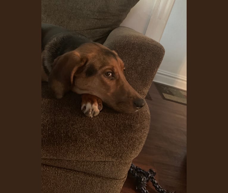 Embark Dog Dna Test Breed