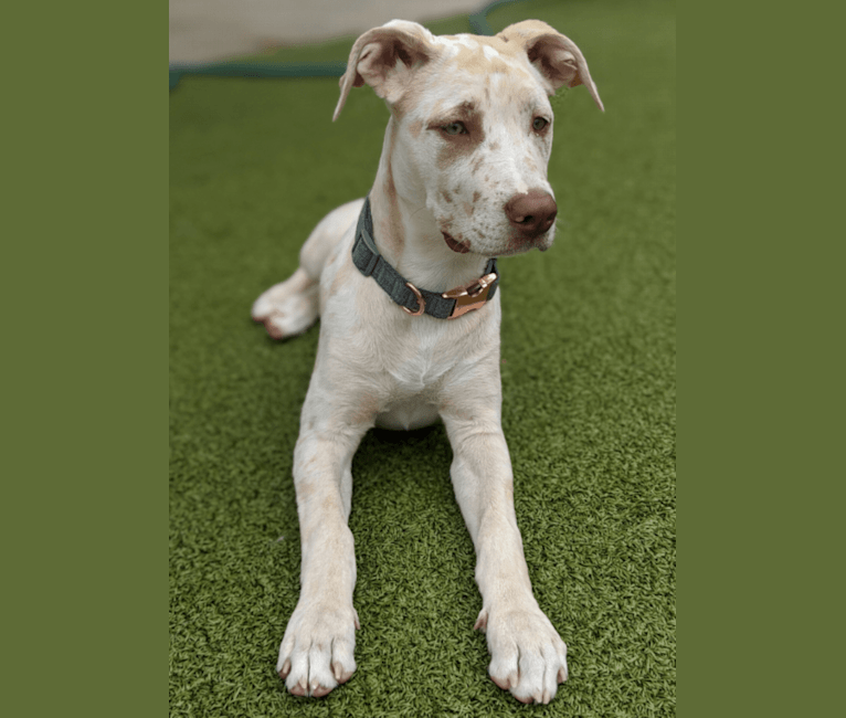 Great dane staffordshire mix store