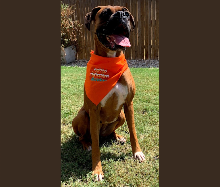 "Gentry's Earth Angel" Avalon, a Boxer tested with EmbarkVet.com