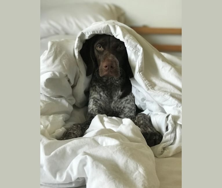 Marcela, a German Shorthaired Pointer tested with EmbarkVet.com