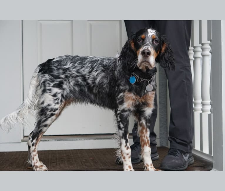 Photo of Harley, an English Setter 