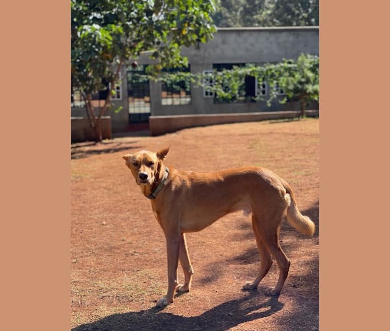 Oscar, a Central and East African Village Dog tested with EmbarkVet.com
