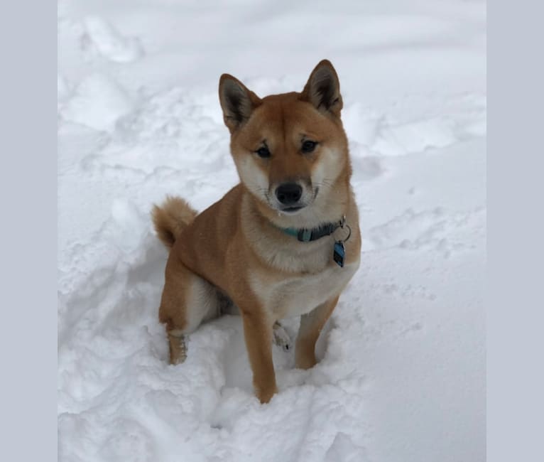 Ricky, a Shiba Inu tested with EmbarkVet.com
