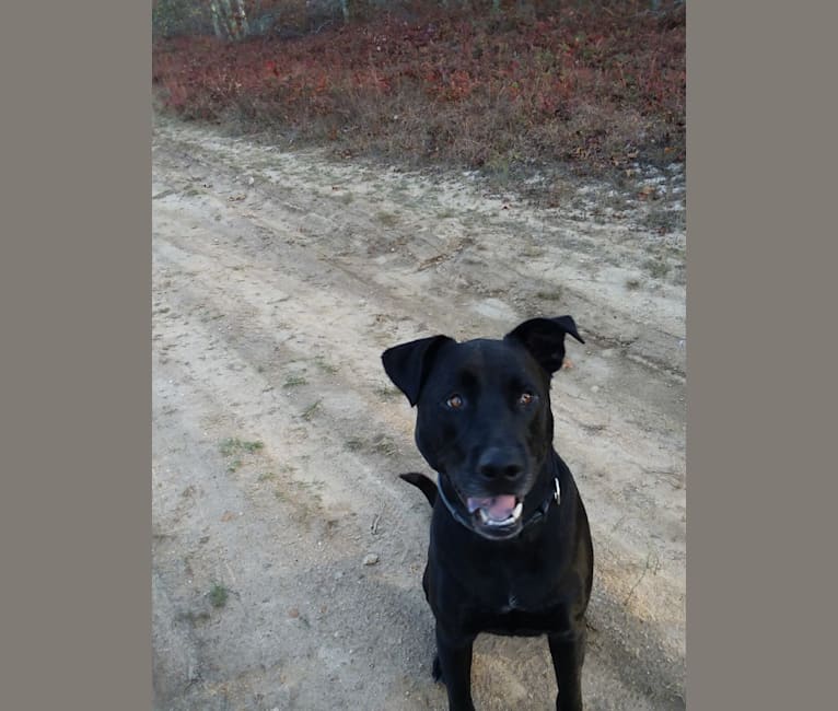 Pogie, an American Pit Bull Terrier and German Shepherd Dog mix tested with EmbarkVet.com