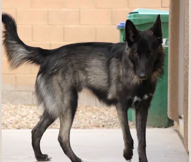 Ame, a Belgian Sheepdog and German Shepherd Dog mix tested with EmbarkVet.com