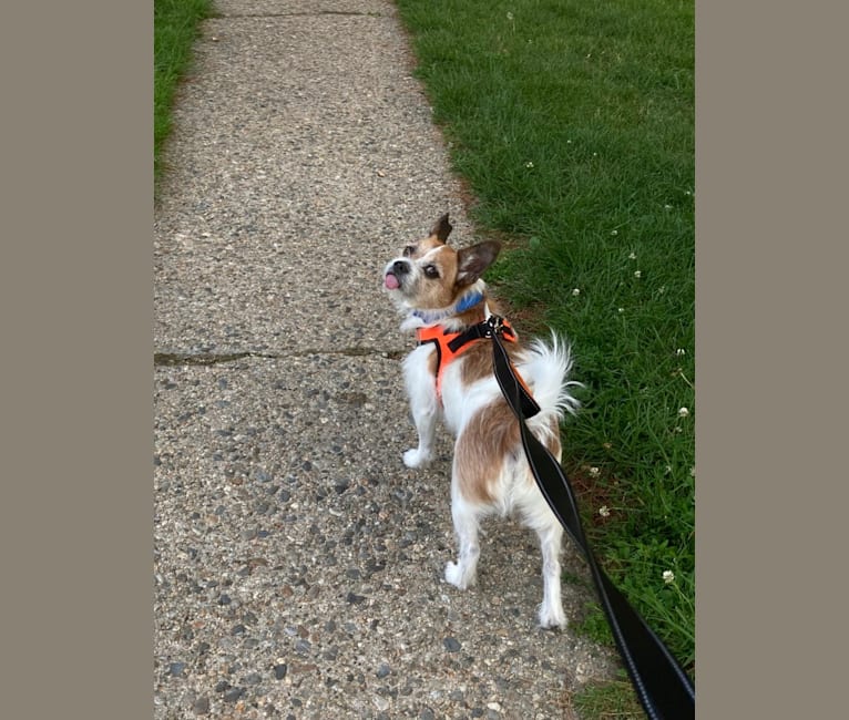 Oliver, a Chihuahua and Cocker Spaniel mix tested with EmbarkVet.com