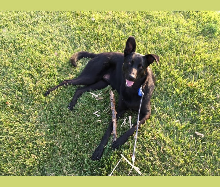Wiley, a German Shepherd Dog and Labrador Retriever mix tested with EmbarkVet.com