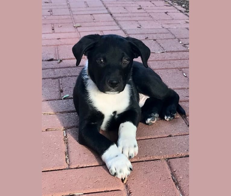 Ralph, an Australian Cattle Dog and American Pit Bull Terrier mix tested with EmbarkVet.com