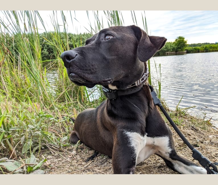 Oakley, an American Pit Bull Terrier and Great Pyrenees mix tested with EmbarkVet.com