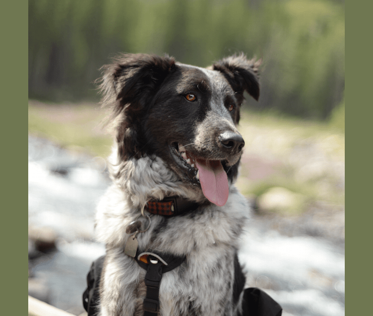 Hermes, an Australian Cattle Dog and Maremma Sheepdog mix tested with EmbarkVet.com