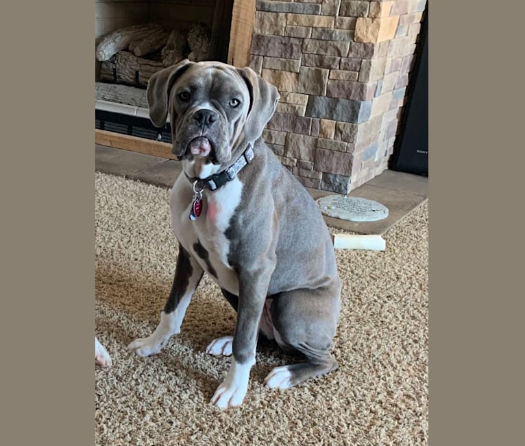 Photo of Willow Grace, a Boxer  in Ohio, USA