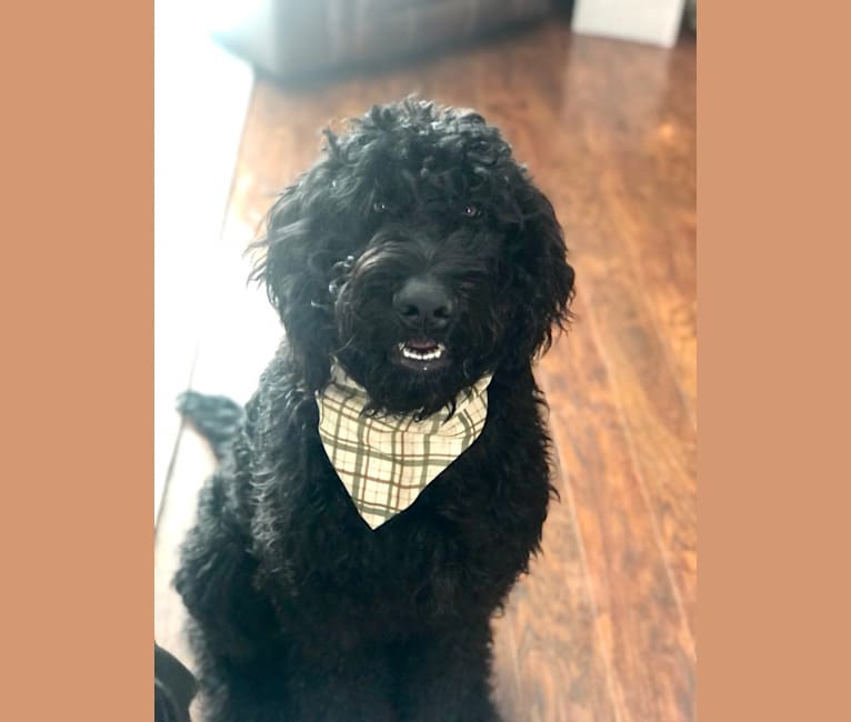 Louie, a Goldendoodle tested with EmbarkVet.com