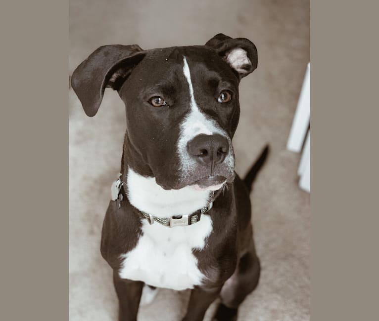 Pitbull pointer new arrivals mix
