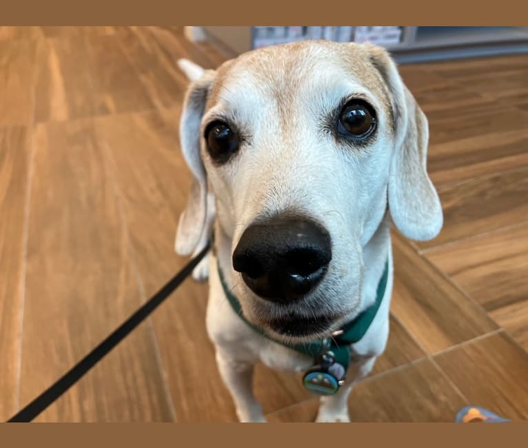 Edward, a Beagle and Russell-type Terrier mix tested with EmbarkVet.com