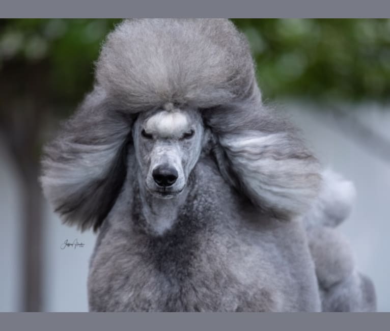 Bibelot poodles store