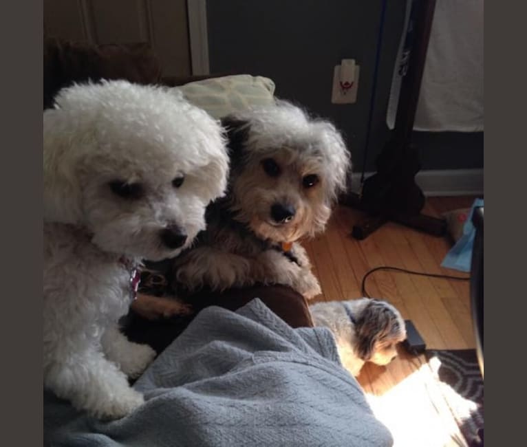 Photo of Frodo, a Chihuahua, Maltese, Yorkshire Terrier, and Poodle (Small) mix in Philadelphia, Pennsylvania, USA