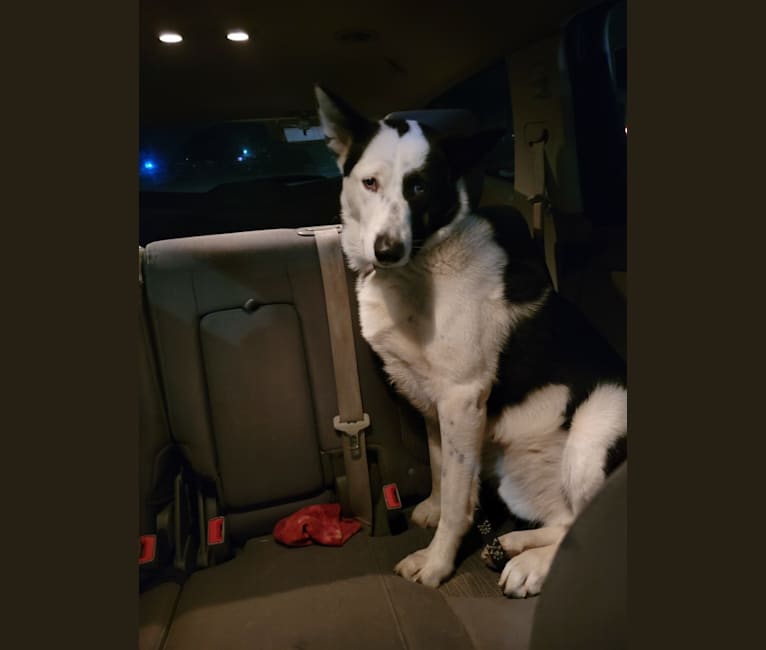 Koda bear dog 2025