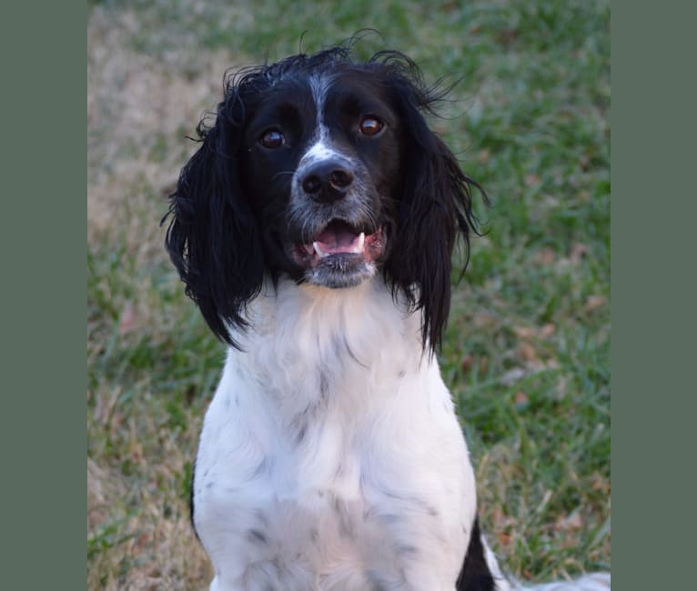 Rip, an English Springer Spaniel tested with EmbarkVet.com