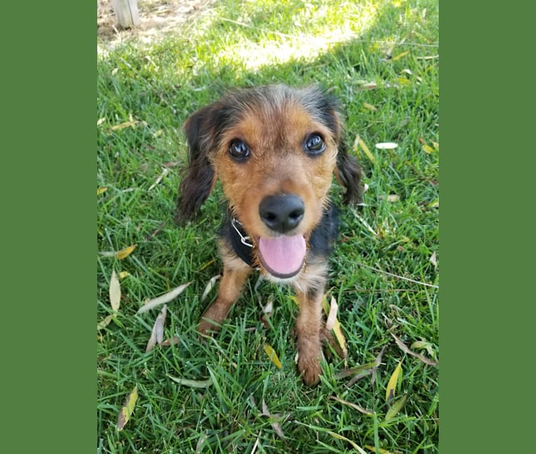 Romeo, a Cocker Spaniel and Yorkshire Terrier mix tested with EmbarkVet.com