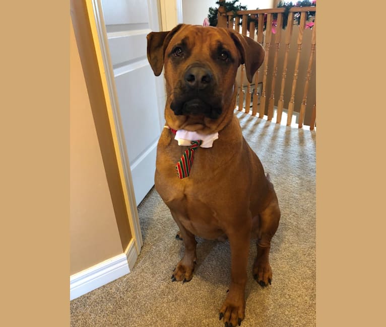 Chunky, a Rottweiler and Cane Corso mix tested with EmbarkVet.com