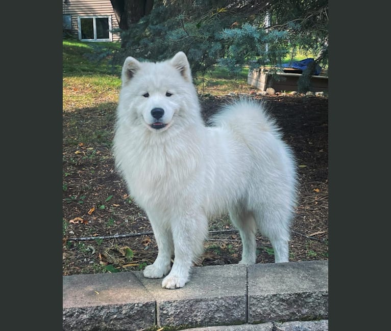 Malfurion, a Samoyed tested with EmbarkVet.com