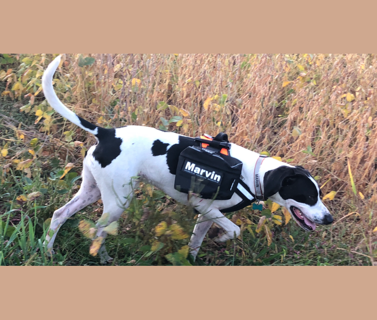 Marvin, a Coonhound and Labrador Retriever mix tested with EmbarkVet.com