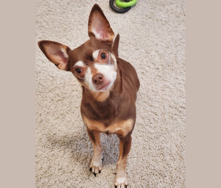 Toy 2025 fox chihuahua